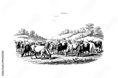 Vintage engraving of cattle grazing in countryside landscape