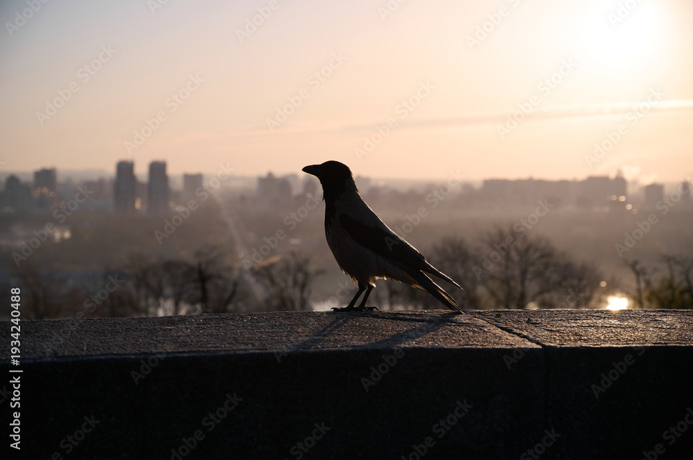 Fototapeta premium Silhouette of a gray crow on a concrete parapet against the background of a blurred cityscape at dawn. Kyiv, Ukraine.