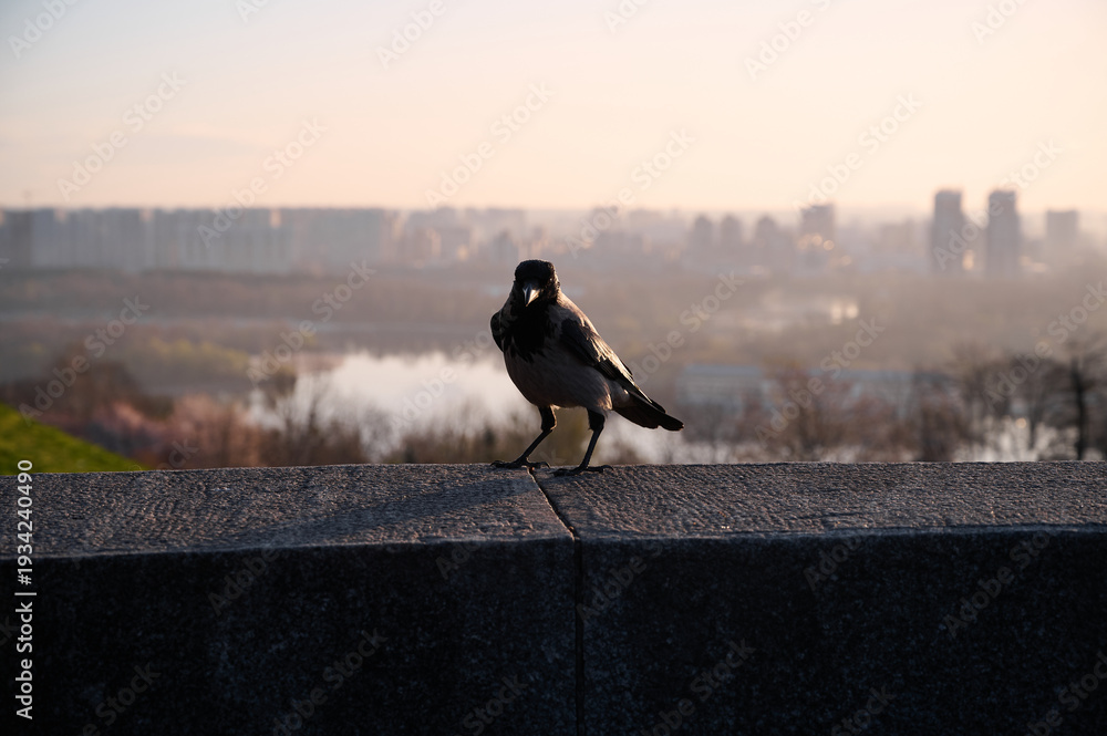 Fototapeta premium Silhouette of a gray crow on a concrete parapet against the background of a blurred cityscape at dawn. Kyiv, Ukraine.