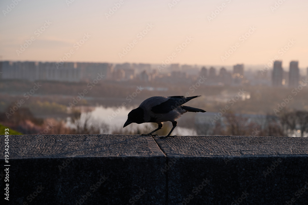 Naklejka premium Silhouette of a gray crow on a concrete parapet against the background of a blurred cityscape at dawn. Kyiv, Ukraine.