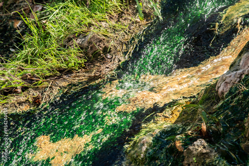 Fotografie Close view of mineral spring stream with vivid green algae, geothermal water ecosystem and natural texture background