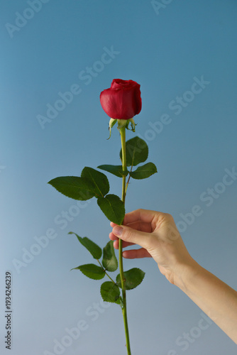 hand holding a rose