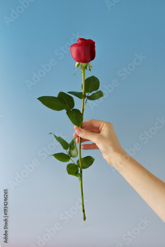 hand holding a rose