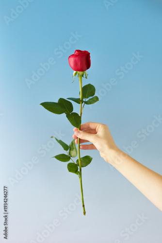 hand holding a rose