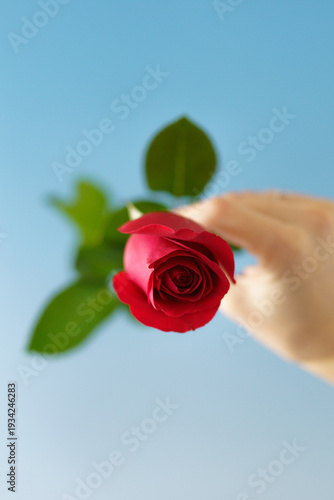 red rose in hand