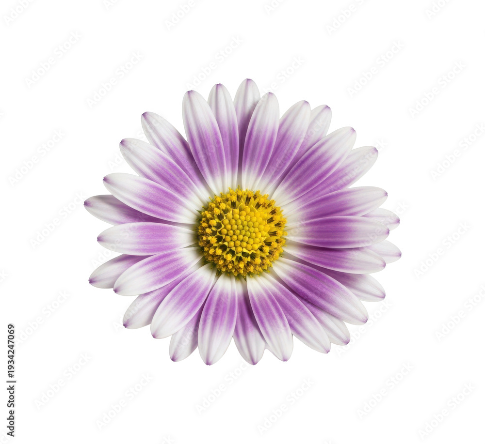 Obraz premium Single Purple and White Daisy Flower with Yellow Center on White Background isolated on a transparent background