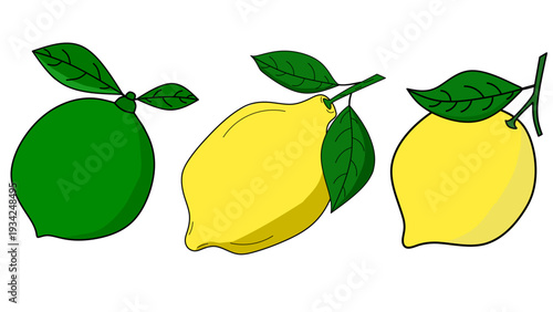 seamless citrus pattern, lemon slice isolated on white background, Freshness Orange Slice Frame, Fresh Orange Slice Illustration, orange vektor illustration, lime dan lemon vektor illustration.	