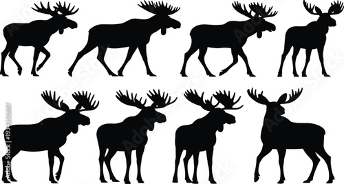 Black moose silhouette illustration featuring multiple poses with varied antler shapes, walking and standing positions, wildlife design element for nature, education, forest art