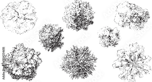 Black and white down view of various trees overhead view