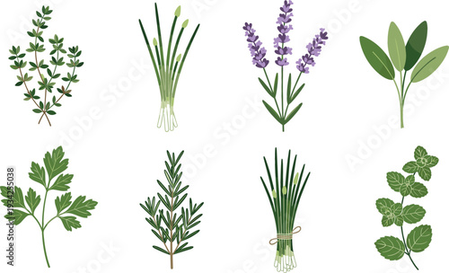 Fresh Culinary Herbs Collection with Lavender, Rosemary, Parsley, Mint and Green Leaves Botanical Vector Illustration Set