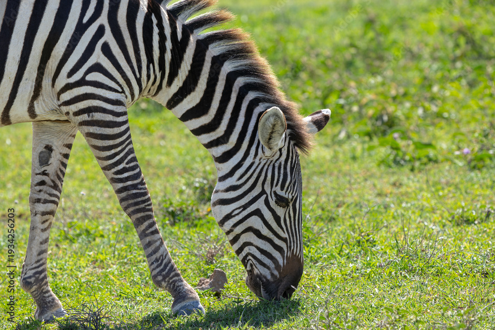 Naklejka premium Seitliches Porträt eines Zebras im hohen Gras Afrikas