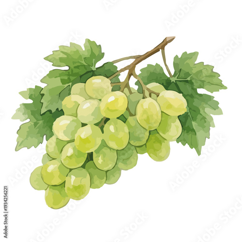 Hand drawn watercolor Shine Muscat grape illustration, fresh green grapes set