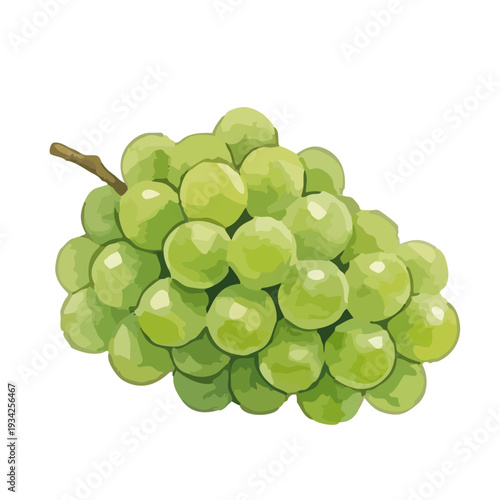 Hand drawn watercolor Shine Muscat grape illustration, fresh green grapes set