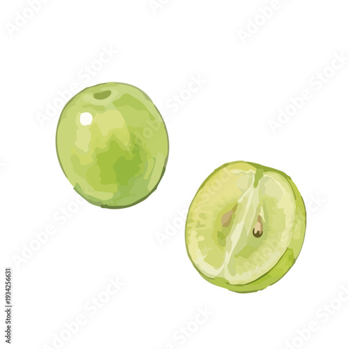 Hand drawn watercolor Shine Muscat grape illustration, fresh green grapes set