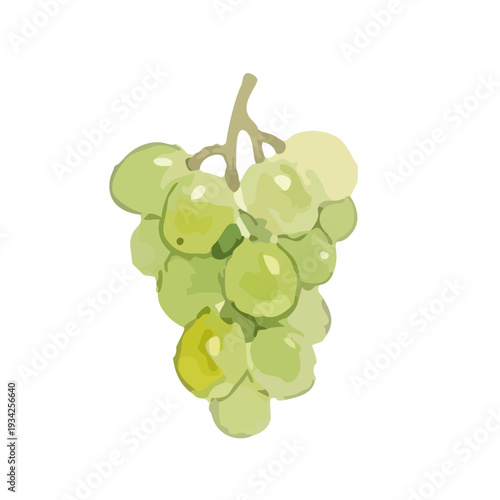 Hand drawn watercolor Shine Muscat grape illustration, fresh green grapes set