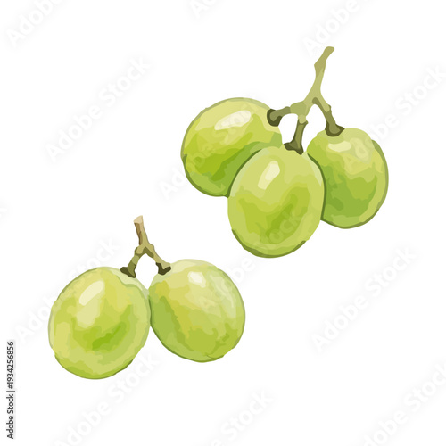 Hand drawn watercolor Shine Muscat grape illustration, fresh green grapes set