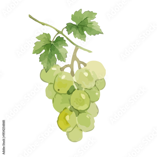 Hand drawn watercolor Shine Muscat grape illustration, fresh green grapes set