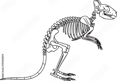 Kangaroo skeleton illustration in a distinctive pose