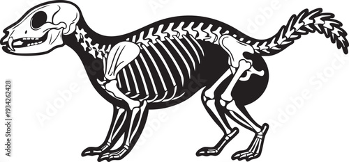 Striking white outline of a mammal skeleton on a black background, highlighting detailed anatomy for scientific and educational designs.