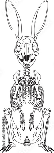 Rabbit skeleton sitting upright, front view, line art illustration