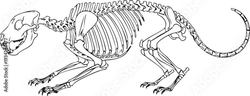 Anatomical drawing of a slender ferret or weasel skeleton, illustrating its flexible bone structure for small mammal biology.