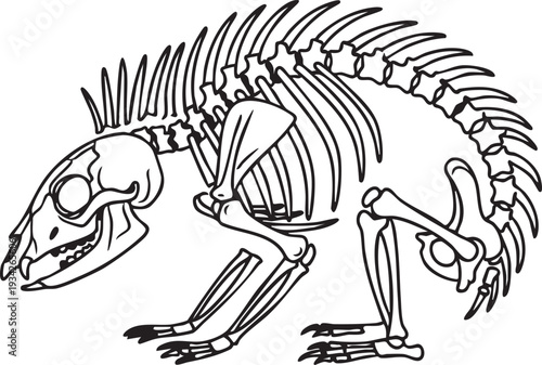 Unique armadillo skeleton in a side view, highlighting its distinctive armored shell and skeletal structure in a clear black and white line art illustration for zoological study.