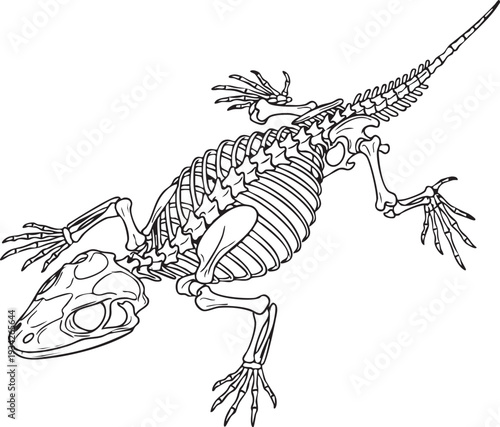 Overhead view of a detailed salamander skeleton, highlighting its amphibian bone structure with a broad head and long tail in a black and white line art illustration for science.