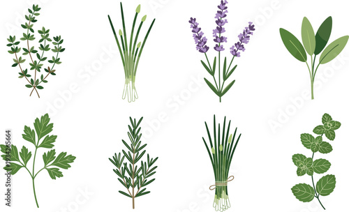Fresh Culinary Herbs Collection with Rosemary, Thyme, Lavender, Mint and Parsley Isolated Botanical Vector Illustration Set