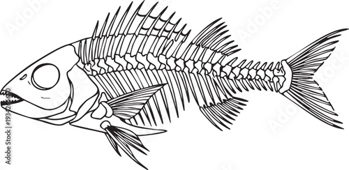 Detailed line art illustration of a fish skeleton, showcasing the intricate bone structure for marine biology education.