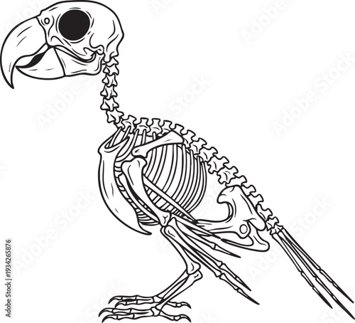 Vibrant vector outline of a parrot skeleton, depicting the unique bone structure of this popular tropical bird species.