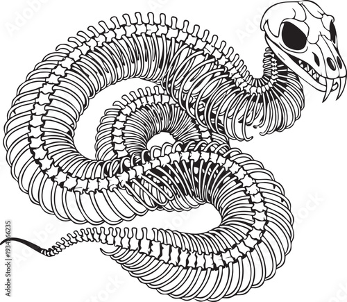 Intricate vector illustration of a coiled snake skeleton, showcasing reptilian anatomy and skeletal structure.