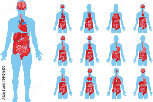 Human anatomy infographic with internal organs illustration set, detailed digestive, respiratory and circulatory system diagram in medical educational style