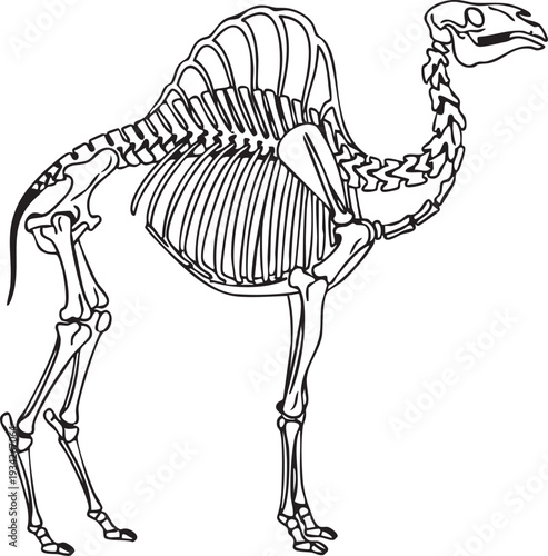 Side profile outline illustration of a camel skeleton, featuring its distinctive hump and long neck bones, ideal for biological lessons and study.