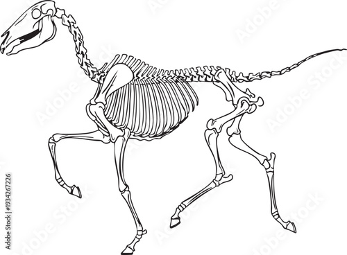 Elegant outline illustration of a horse skeleton in a dynamic, trotting pose, emphasizing its powerful leg and spinal structure for education.