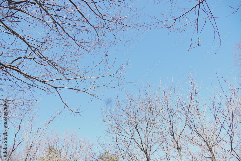 Obraz premium Clear Blue Sky Background with Bare Tree Branch Frame and Copy Space