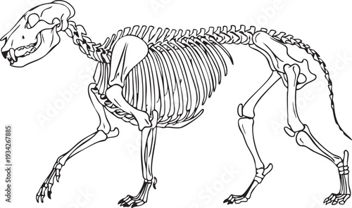 Badger or wolverine skeleton walking, a scientific illustration highlighting the robust bone structure of a short-legged mammal for study.