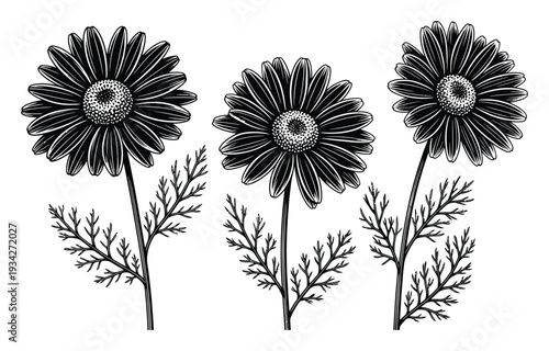 Black and White of Three Chamomile Flowers with Fern-like Leaves