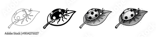 Ladybug on a leaf illustration set with diverse artistic styles including outline, solid, hatching, and stippling.