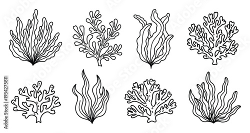 Collection of Hand-Drawn Seaweed and Coral