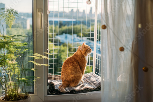 A contented cat is sitting on a window with a safety net. A red-haired cat walks on a small balcony for cats in the window of a city house on a high floor