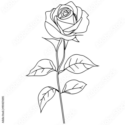 A single black and white line drawing of a rose