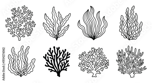 Collection of Hand-Drawn Seaweed and Coral
