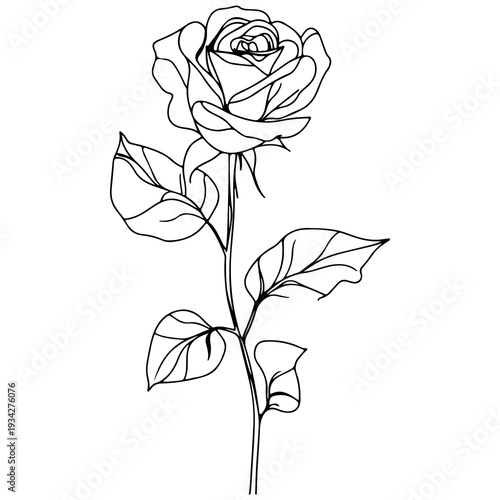 A black and white drawing of a single rose
