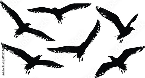 Set of flying bird silhouettes in different poses, black raven crow vector illustration isolated on white background for design use