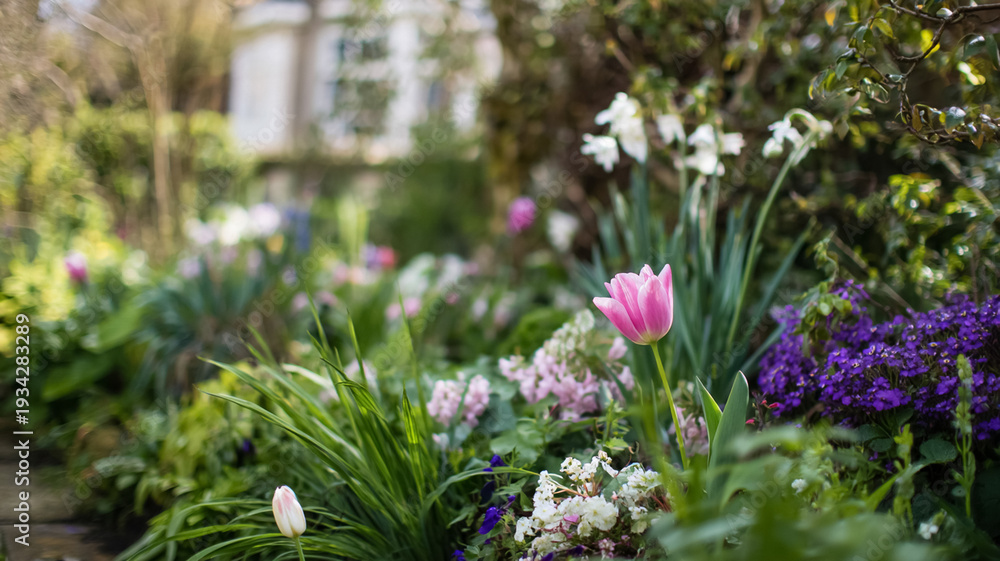 Obraz premium Pink tulip blooming in a vibrant spring garden with various colorful flowers and lush green foliage