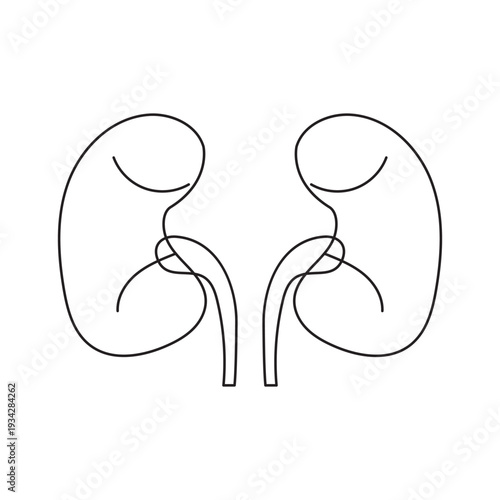 Human kidneys drawn with a single continuous line. vector illustration of a human body