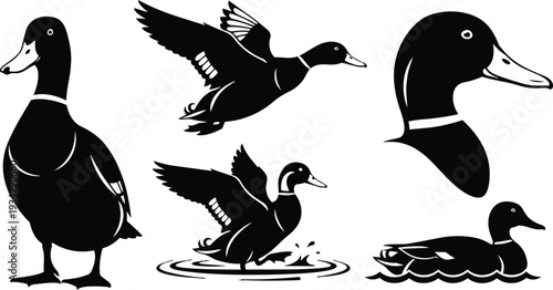 Minimalist vector art close up duck head and full body standing flying landing and swimming set with wing detail side view and water ripples black