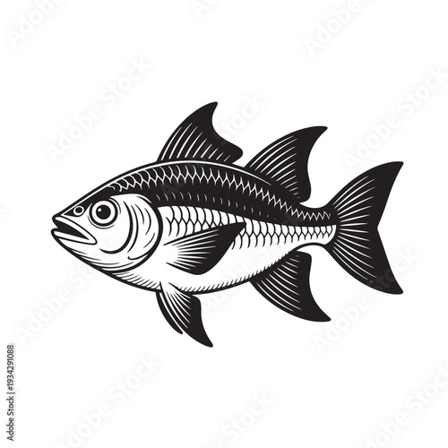 Detailed black and white illustration of a freshwater fish, featuring intricate scales and fins, perfect for fishing, aquatic life, and wildlife themes