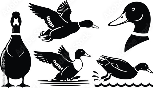 Bold vector mallard illustrations set showing standing, flying, landing, swimming duck poses with green head accents and closeup profile in flat stencil style low angle views