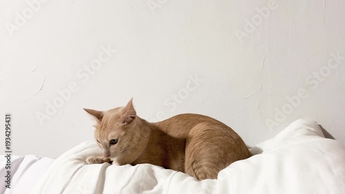 Orange Cat Lying on White Bed